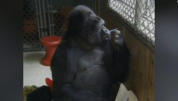 #ElDatoDeHoy: adiós a Koko, la gorila