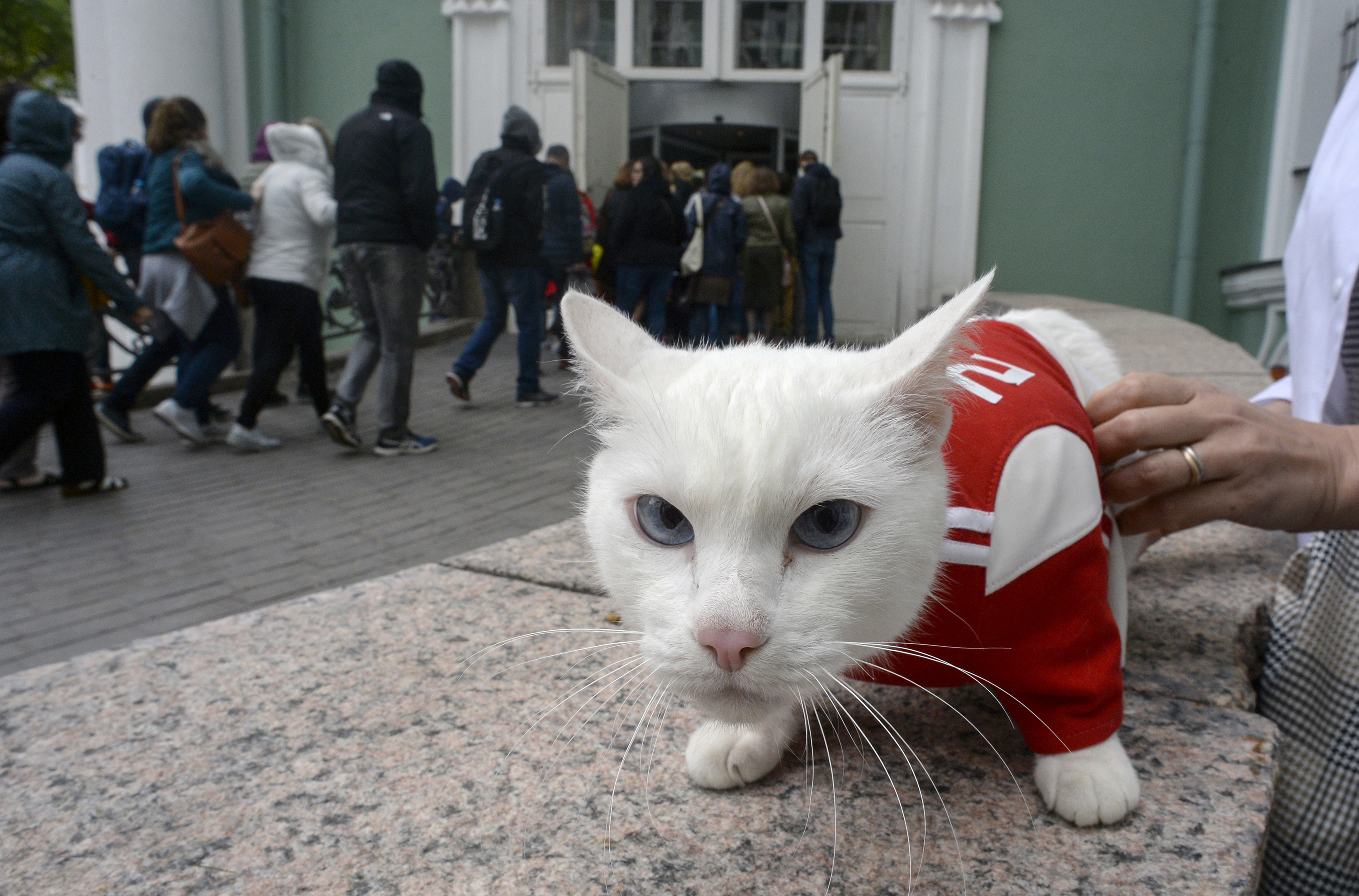 gato Aquiles tuvo su primer en Rusia 2018 (y se agradece) | CNN
