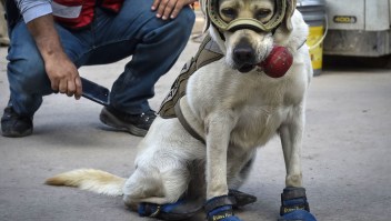 Frida, a rescue dog belonging to the Mexican Navy, with her handler Israel Arauz Salinas, takes a break while participating in the effort to look for people trapped at the Rebsamen school in Mexico City, on September 22, 2017, three days after the devastating earthquake that hit central Mexico. / AFP PHOTO / OMAR TORRES (Photo credit should read OMAR TORRES/AFP/Getty Images)