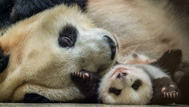El oso panda como símbolo de la necesidad de cuidar la