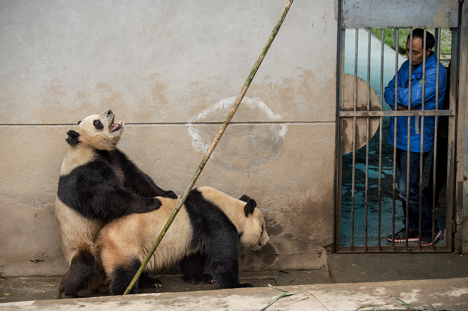 El oso panda como símbolo de la necesidad de cuidar la