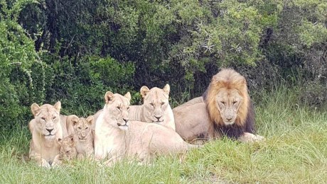 Manada de leones devora a varios presuntos cazadores furtivos de  rinocerontes en una reserva de Sudáfrica | CNN