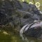 Capturan a monstruoso cocodrilo en Australia