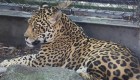 Un jaguar mata ocho animales en zoológico de Nueva Orleans