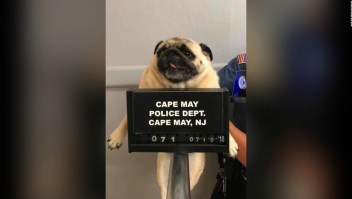 La perrita más buscada de New Jersey