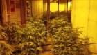 Localizan 2.500 plantas de marihuana en sótanos de casas en Georgia