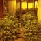 Localizan 2.500 plantas de marihuana en sótanos de casas en Georgia