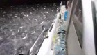 Miles de sardinas saltan del agua en Taiwán