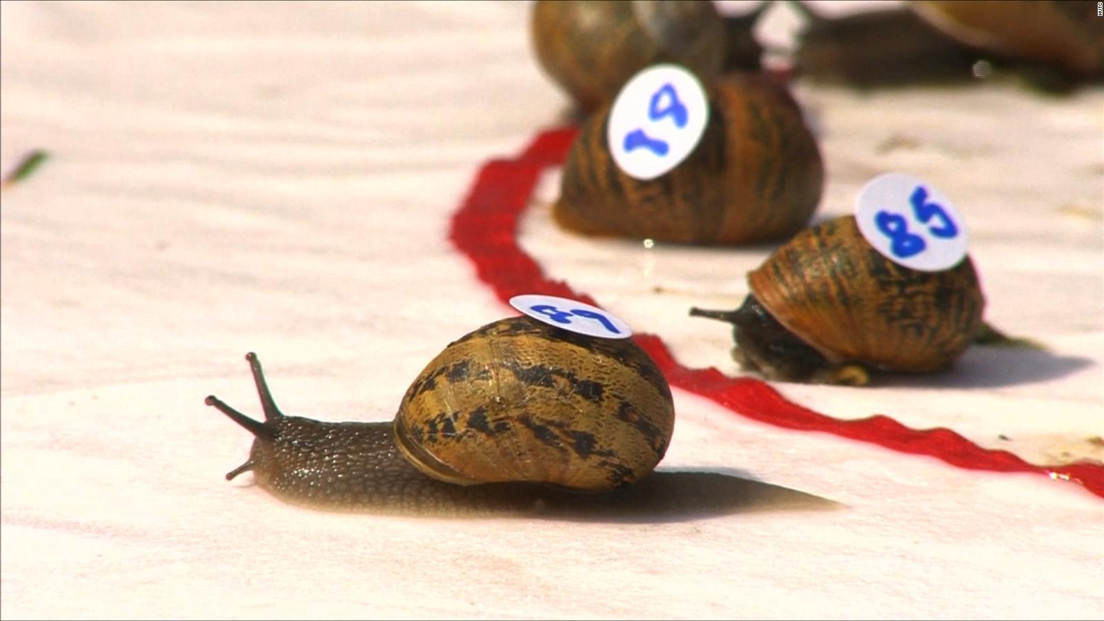 Удар улитки. World Championship Snail Racing. Улиточные бега в Англии. Соревнования улиток. Бега улиток.