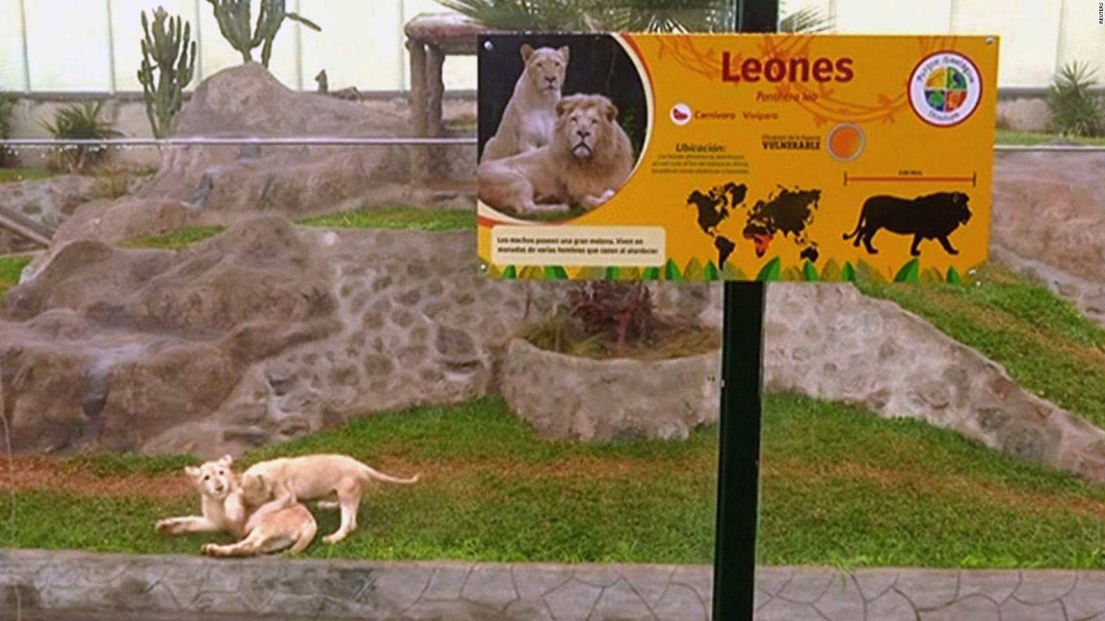 El zoológico de Lima tiene dos nuevos integrantes: unos tiernos cachorros  de león blanco | Video | CNN