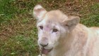 Cachorros de león blanco, la nueva sensación del Zoológico de Lima