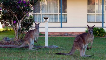 Canguros en Canberra, Australia