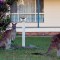 Canguros en Canberra, Australia