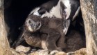 Conoce a la bebé pingüino de un acuario californiano