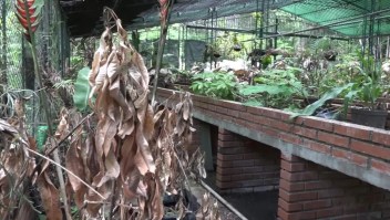 El Jardín Botánico de Caracas se marchita