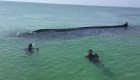 #ElDatoDeHoy: rescatan ballena en una isla de México