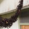 Hormigas guerreras forman un puente con sus cuerpos