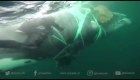 Buzos chilenos rescatan a ballena atrapada
