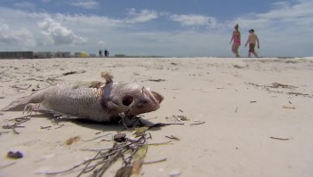 Peces muertos y hedor: así sufren la marea roja en la Florida