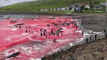 Una caza de ballenas en las Islas Feroe el 30 de julio ha atraído la atención mundial.