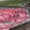 Una caza de ballenas en las Islas Feroe el 30 de julio ha atraído la atención mundial.