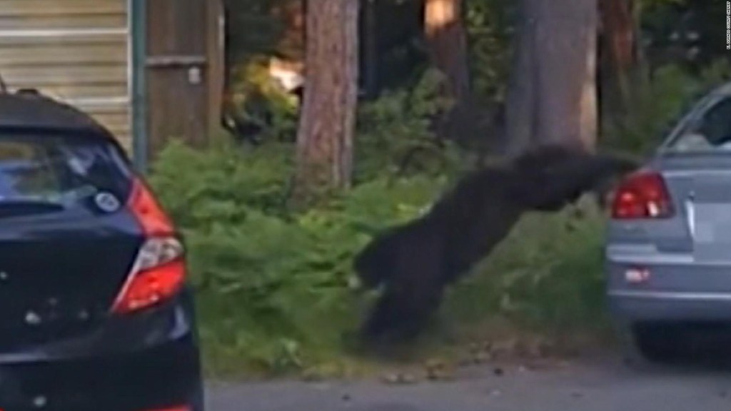 Mira como este policía logra liberar a un oso atrapado