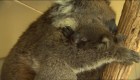 Bebé koala es reunificada con su mamá