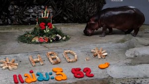 #LaImagenDelDía: celebran el cumpleaños del hipopótamo más longevo de Tailandia