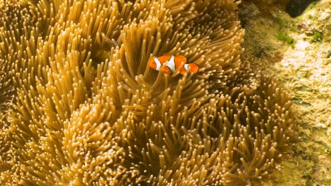 "Salvando a Nemo": ¿cómo proteger a los peces payaso?