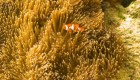 "Salvando a Nemo": ¿cómo proteger a los peces payaso?