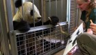 #ElDatoDeHoy: oso panda convertido en artista plástico