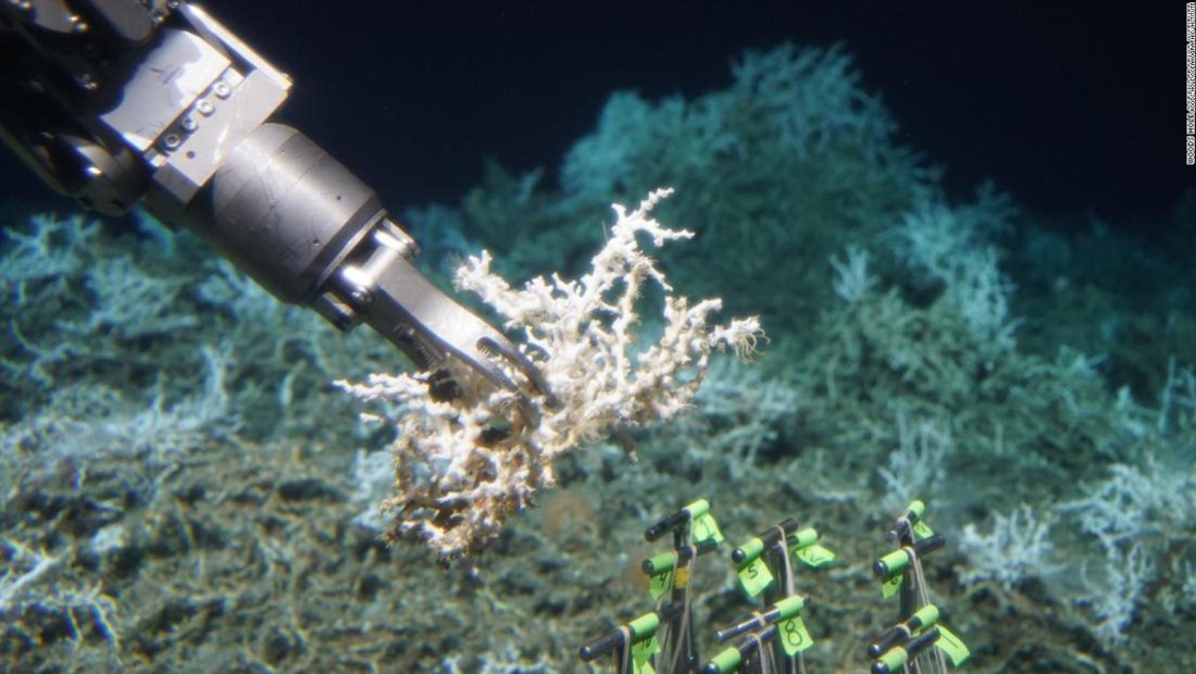Descubren arrecife de coral en la costa de Carolina del Sur