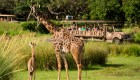 Aila: la jirafa bebé de Disney en Orlando