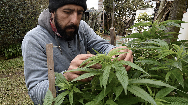 Uruguay, el primer país en legalizar la marihuana, está tomándose las cosas con calma | CNN