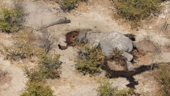 Elefantes sin Fronteras: Sí existe tráfico de marfil en Botswana
