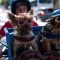 5 ciudades pet-friendly para que viajes con tu mascota