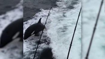 #LaImagenDelDía: Grupo de orcas sorprende a turistas