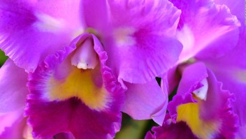 Miles de orquídeas 'florecen' en Bogotá