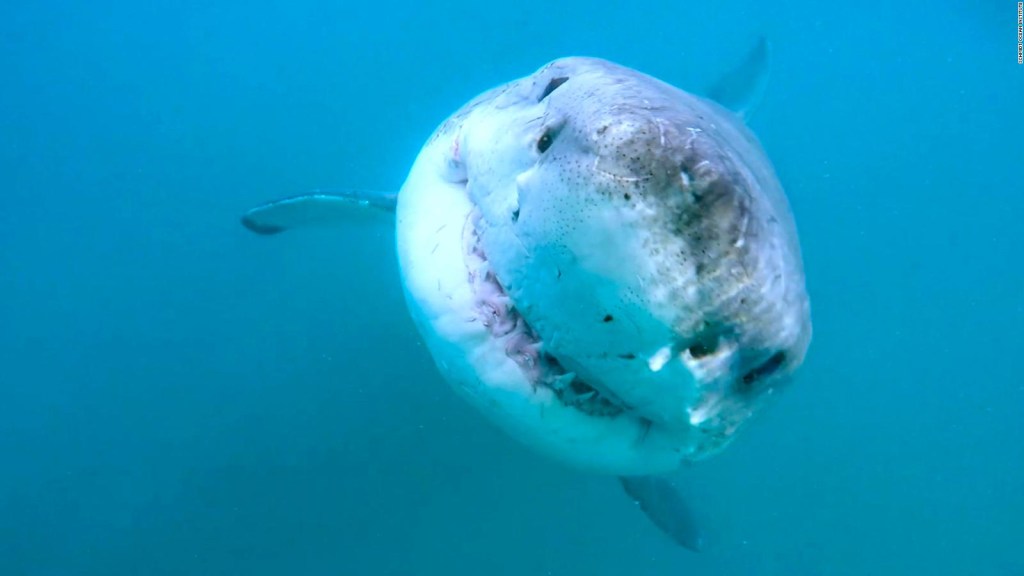Hallan la guarida de los tiburones blancos en el Pacífico