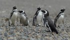 Miles de pingüinos llegan a la Patagonia argentina