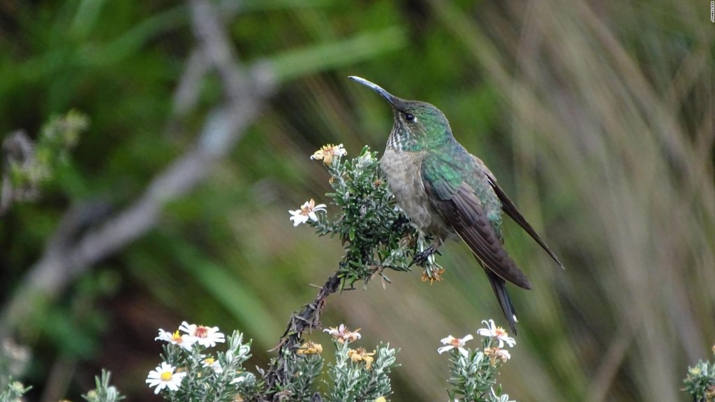 Ecuador tiene una nueva especie de colibrí