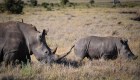 China revierte prohibición de comercializar productos de tigre y rinoceronte
