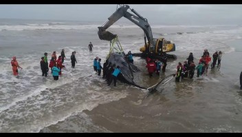Logran rescatar a una ballena varada en Argentina