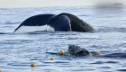 Liberan a esta cría de ballena jorobada