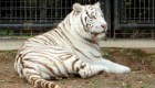 Un tigre blanco mató a su cuidadora en zoológico de Japón