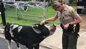 Una policía usa doritos para atrapar a un cerdo