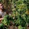 Abdelkhalek Ben Abdellah inspecciona el cannabis en sus campos en las montañas del Rif en el norte de Marruecos.