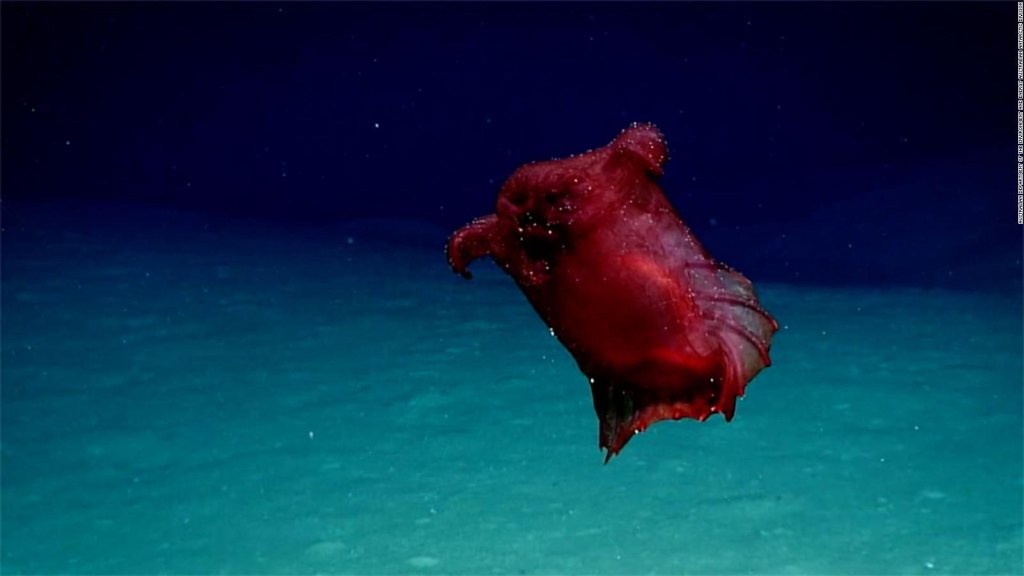 Graban por primera vez al "monstruo del pollo sin cabeza" en el océano Antártico