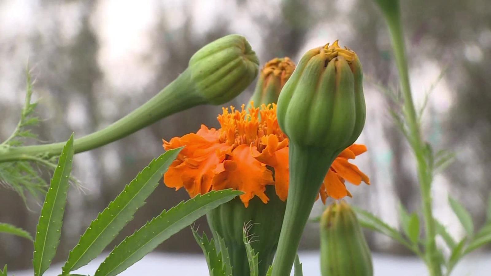 Cuál es el significado de la flor de muerto o cempasúchil? | Video | CNN
