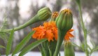 ¿Cuál es el significado de la flor de muerto o cempasúchil?